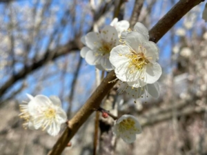 吉野梅園　大分市杉原