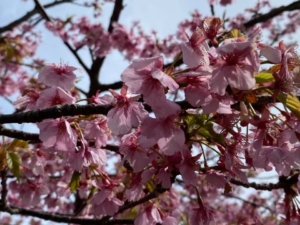 河津桜　津久見　四浦半島