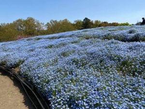 ネモフィラ摘み体験　大分農業文化公園　杵築市