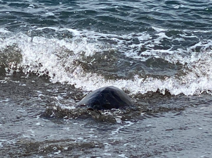 はざこネイチャーセンター 佐伯市米水津 (よのうづ)