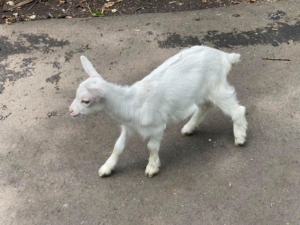 くじゅう自然動物園　玖珠郡九重町