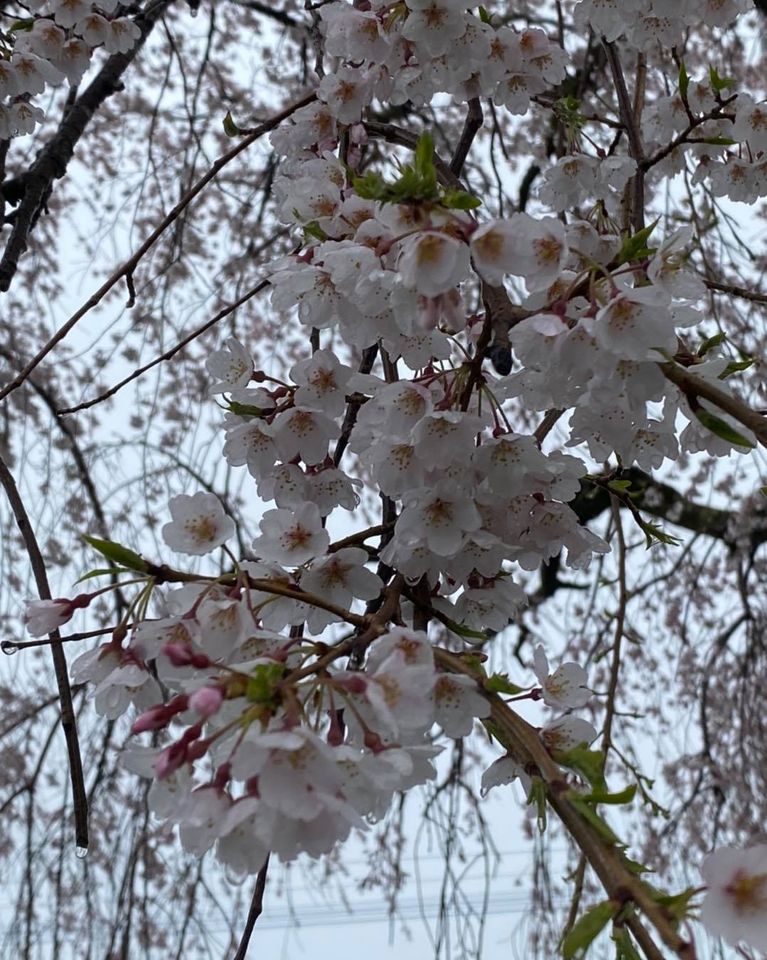 中国青島向け輸出 40フィートコンテナ 大分県内酒蔵