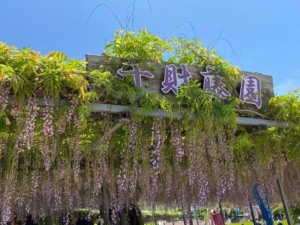 千財農園  藤の花　宇佐市四日市