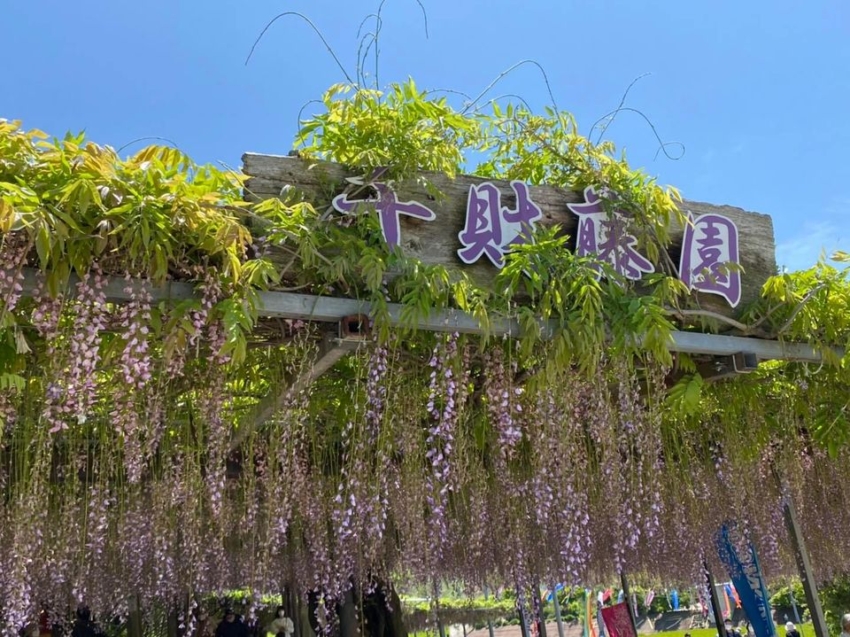千財農園  藤の花 宇佐市四日市