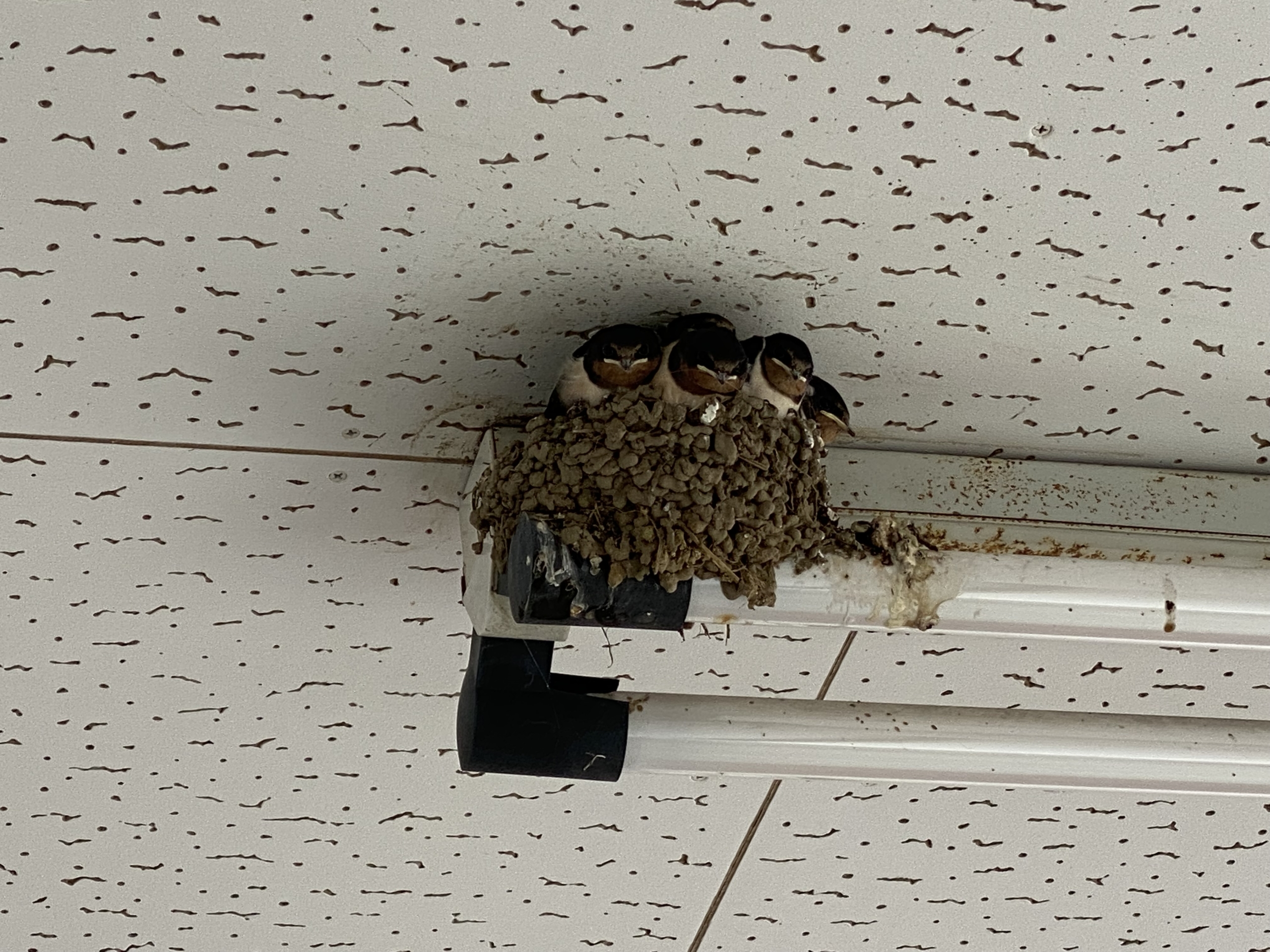 ツバメの雛にえさをあげる様子