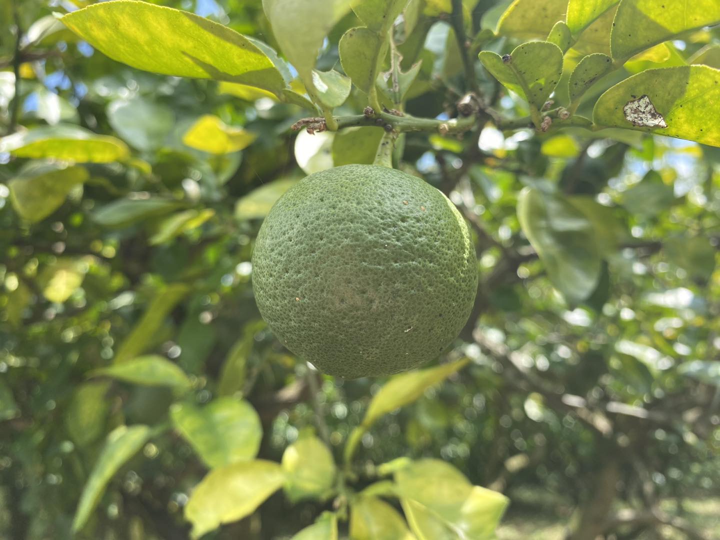 赤嶺酒造さん かぼす畑