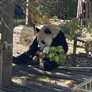 大连森林动物园　( 大連森林動物園 )　　大連　(中国遼寧省)